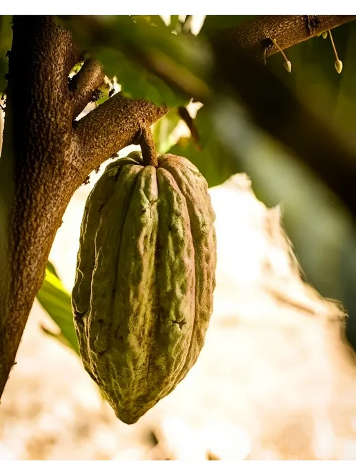 Cacao Joy Какао-бобы натуральные сырые, ферментированные 108 г, 108 г, фото 2