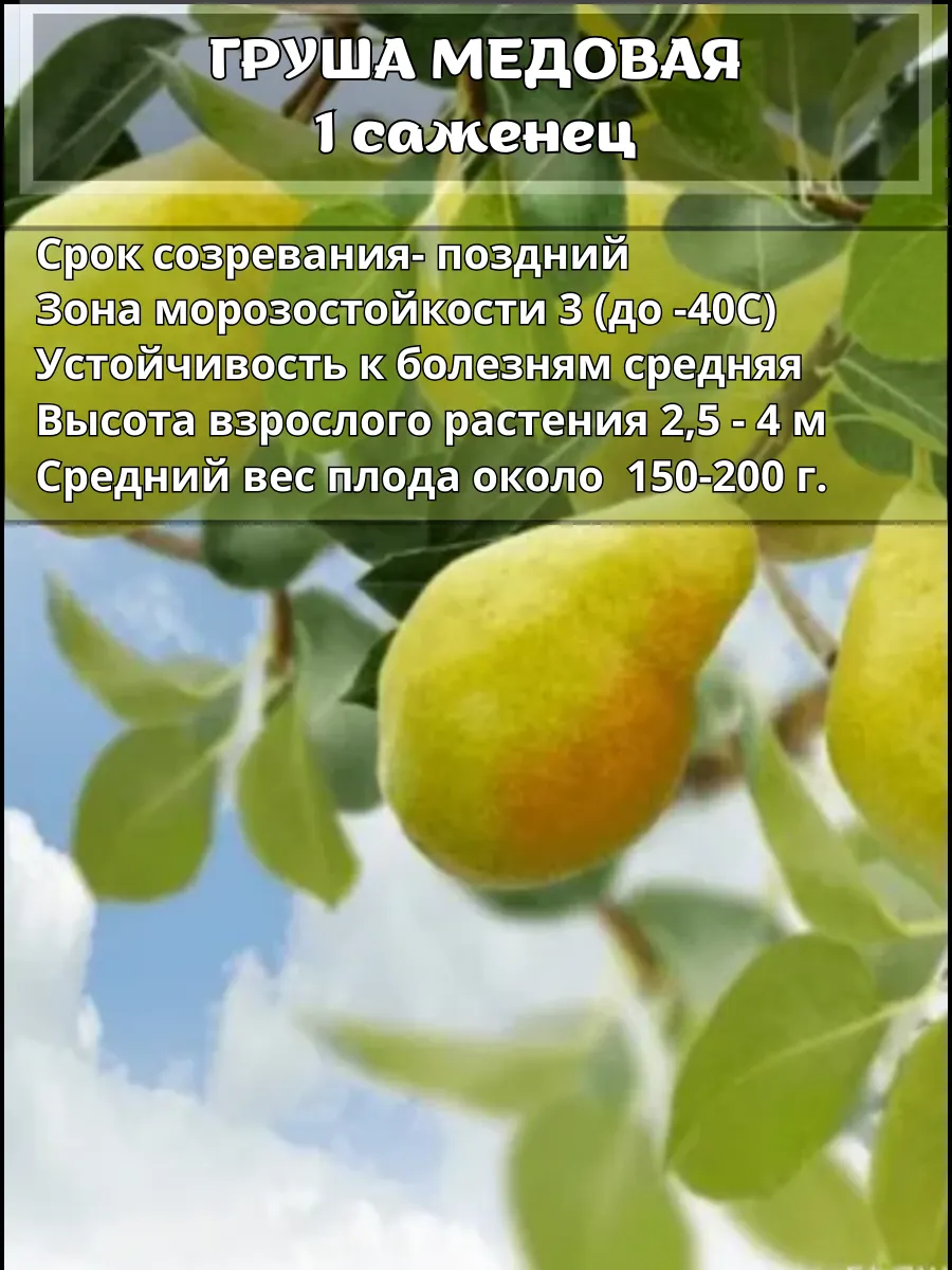 Груша Медовая, саженец 1 штука