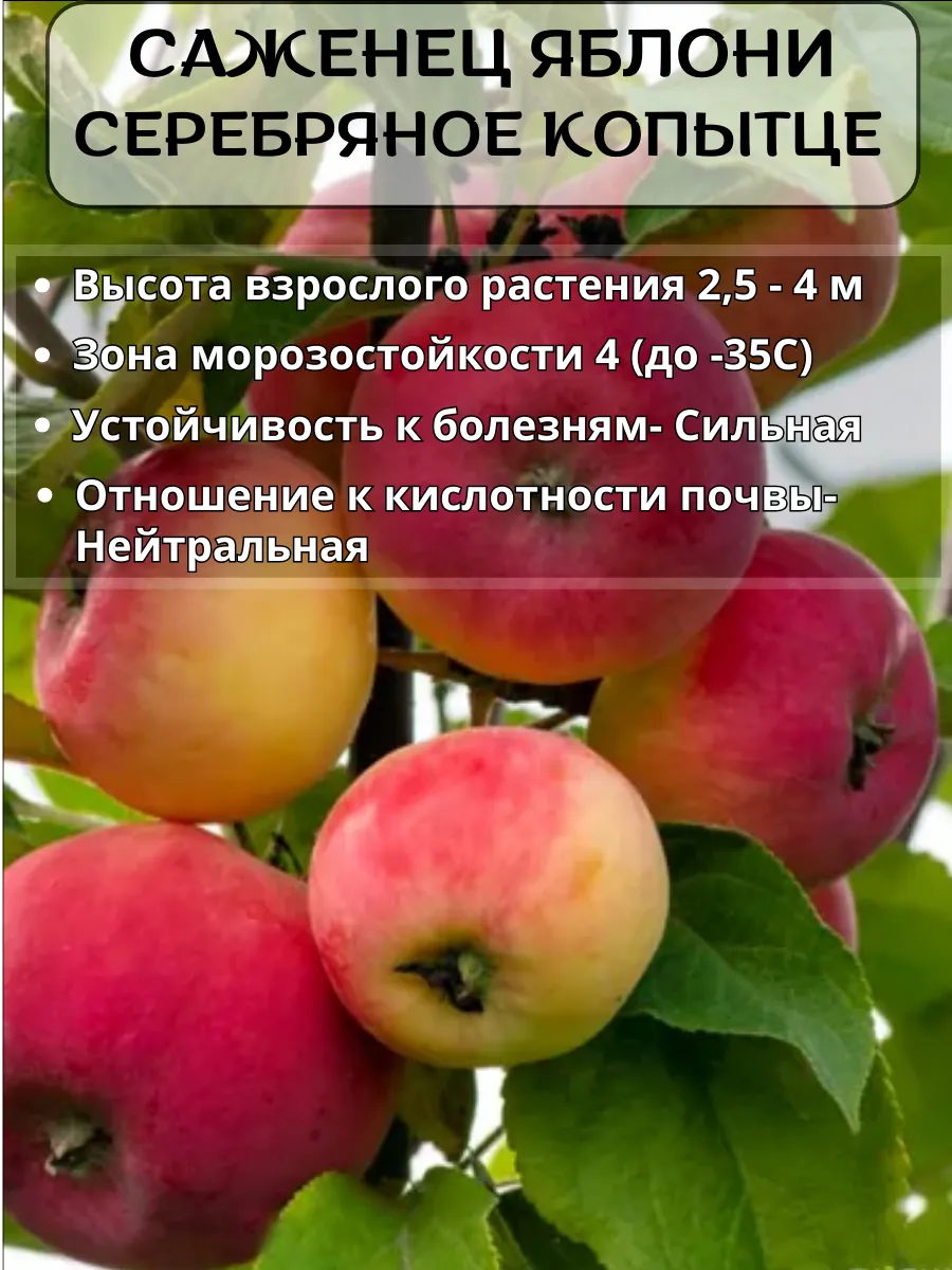 Яблоня Серебряное копытце, саженец 1 штука