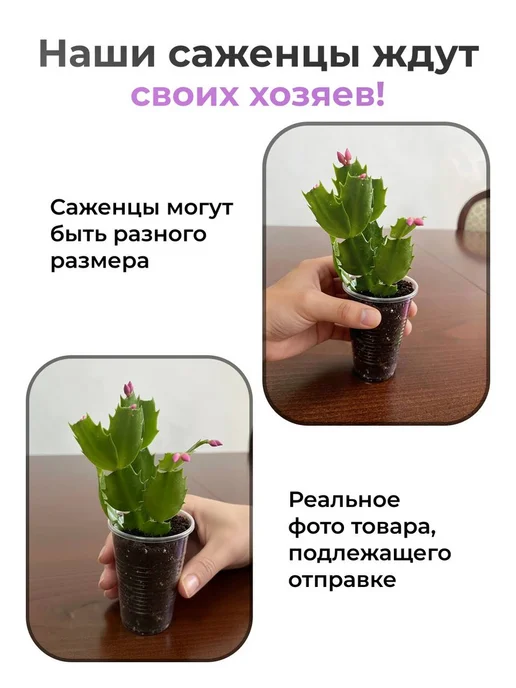Декабрист Шлюмбергера Живой Цветок Лавандовый, вариант, фото 2