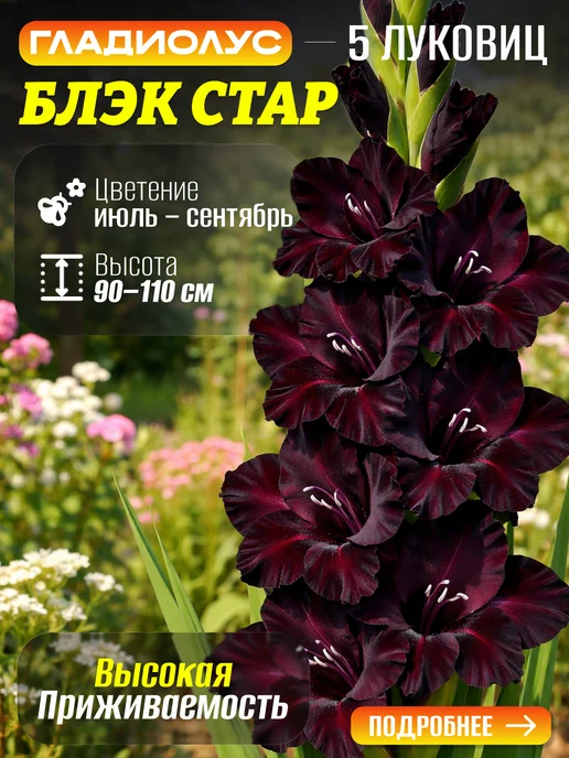 Луковицы Гладиолуса Блэк Стар 5шт, 5 шт