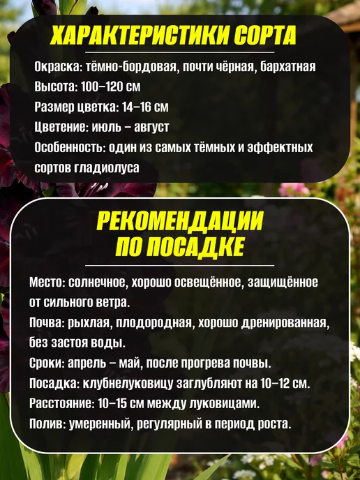 Луковицы Гладиолуса Блэк Стар 5шт, 5 шт, фото 2