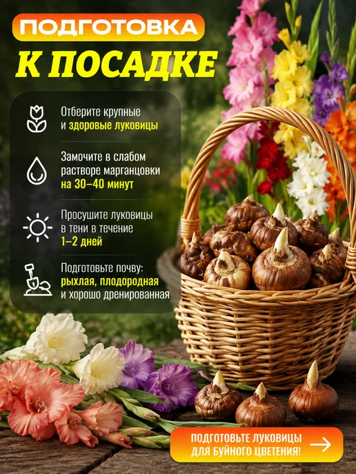Луковицы Гладиолуса Блэк Стар 5шт, 5 шт, фото 5