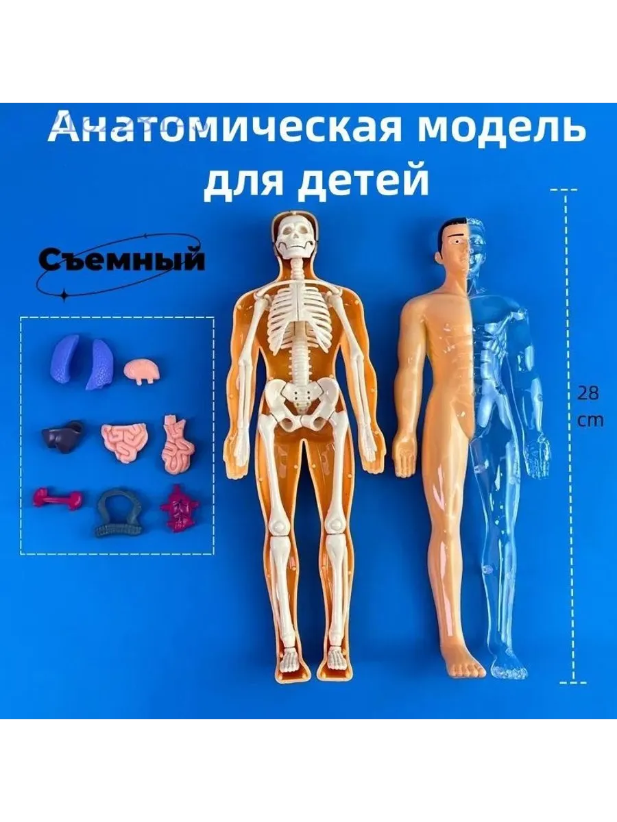 Анатомическая модель тела человека для детей