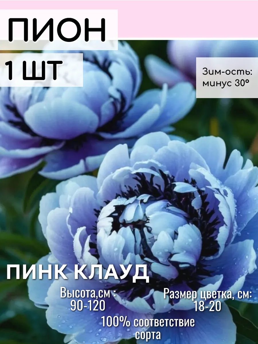 Пионы саженцы многолетние цветы