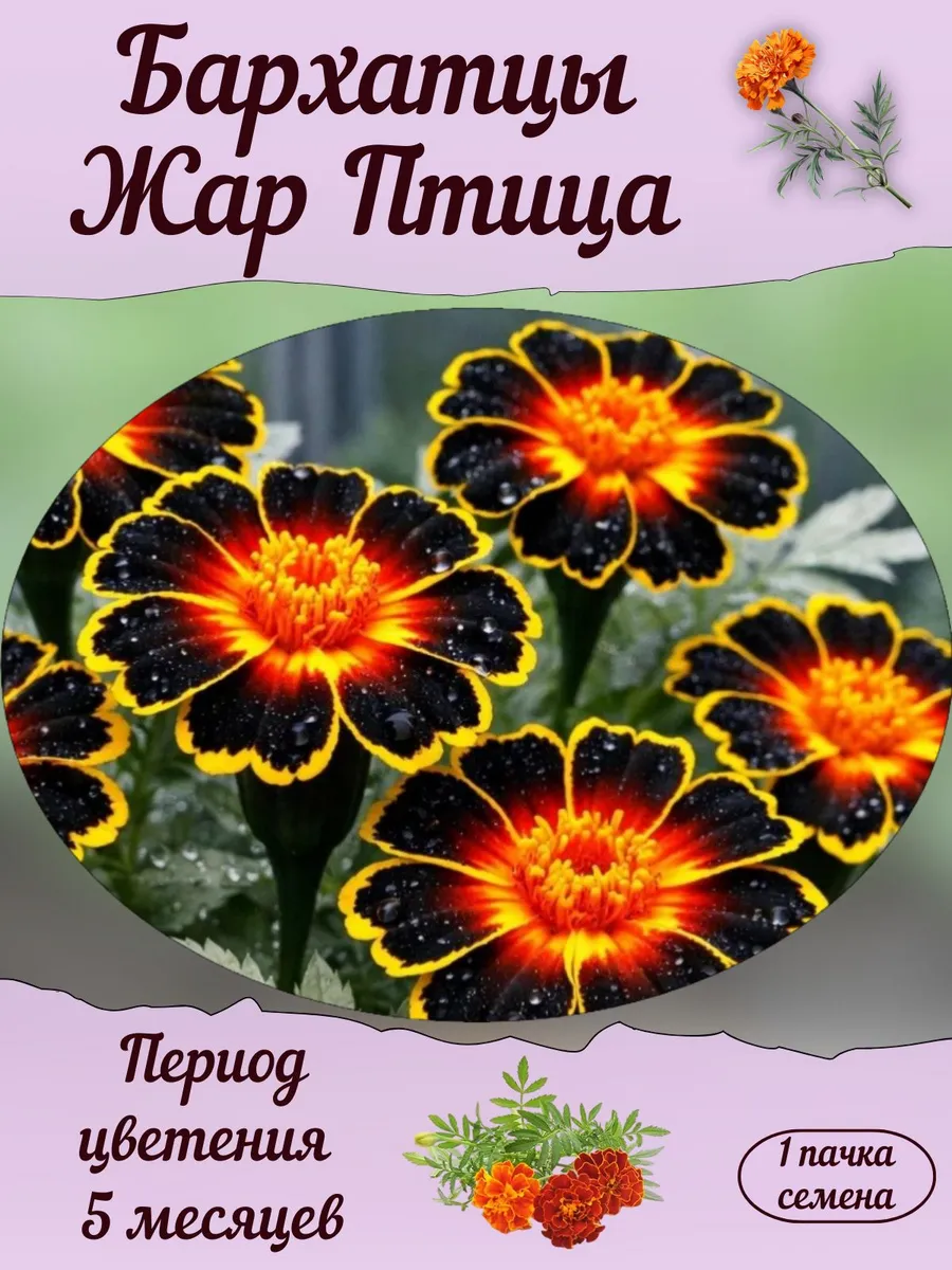 Бархатцы Жар Птица, семена, 10 шт