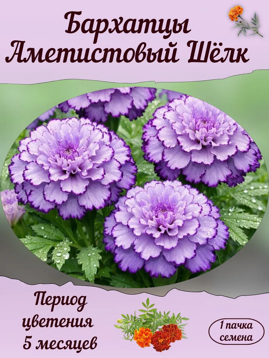 Бархатцы Аметистовый Шёлк, семена, 10 шт.