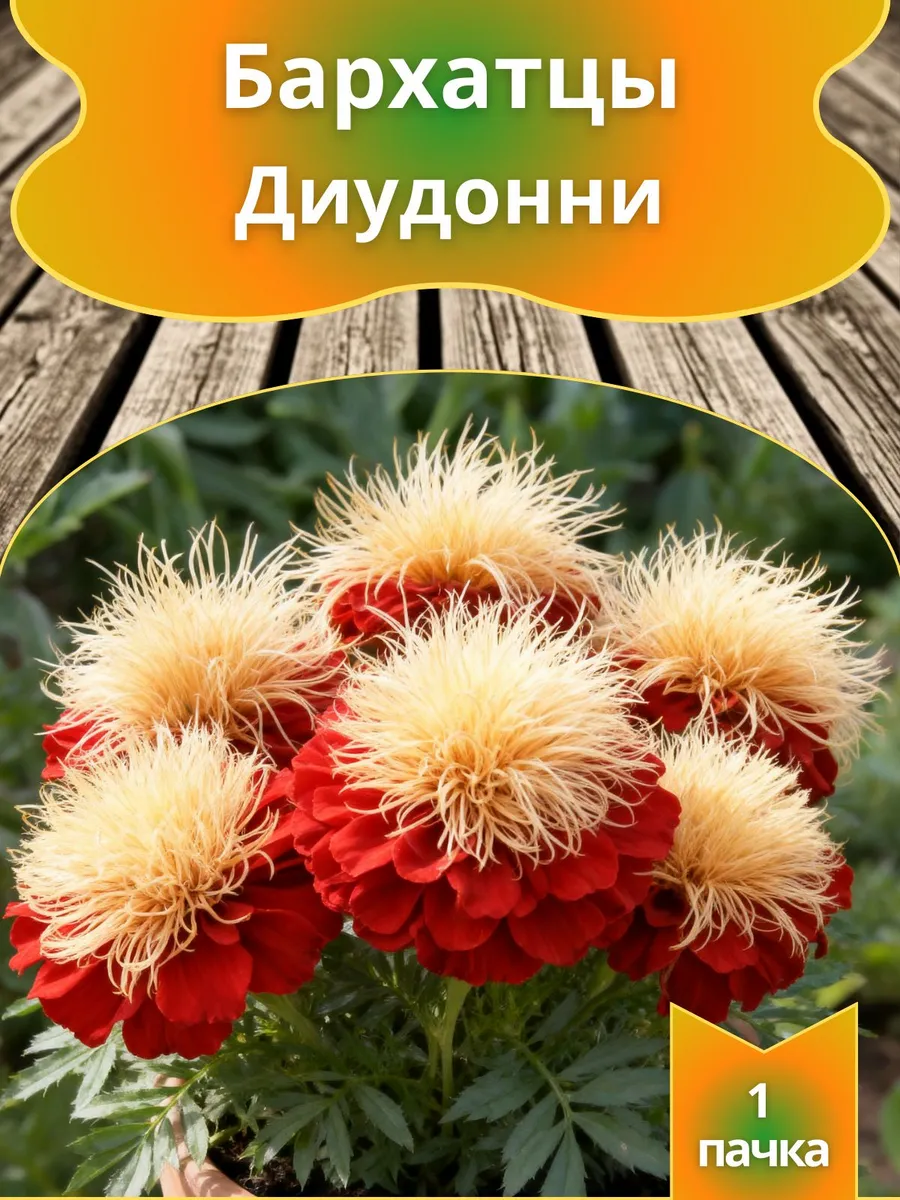 Бархатцы Диудонни, семена 10 шт